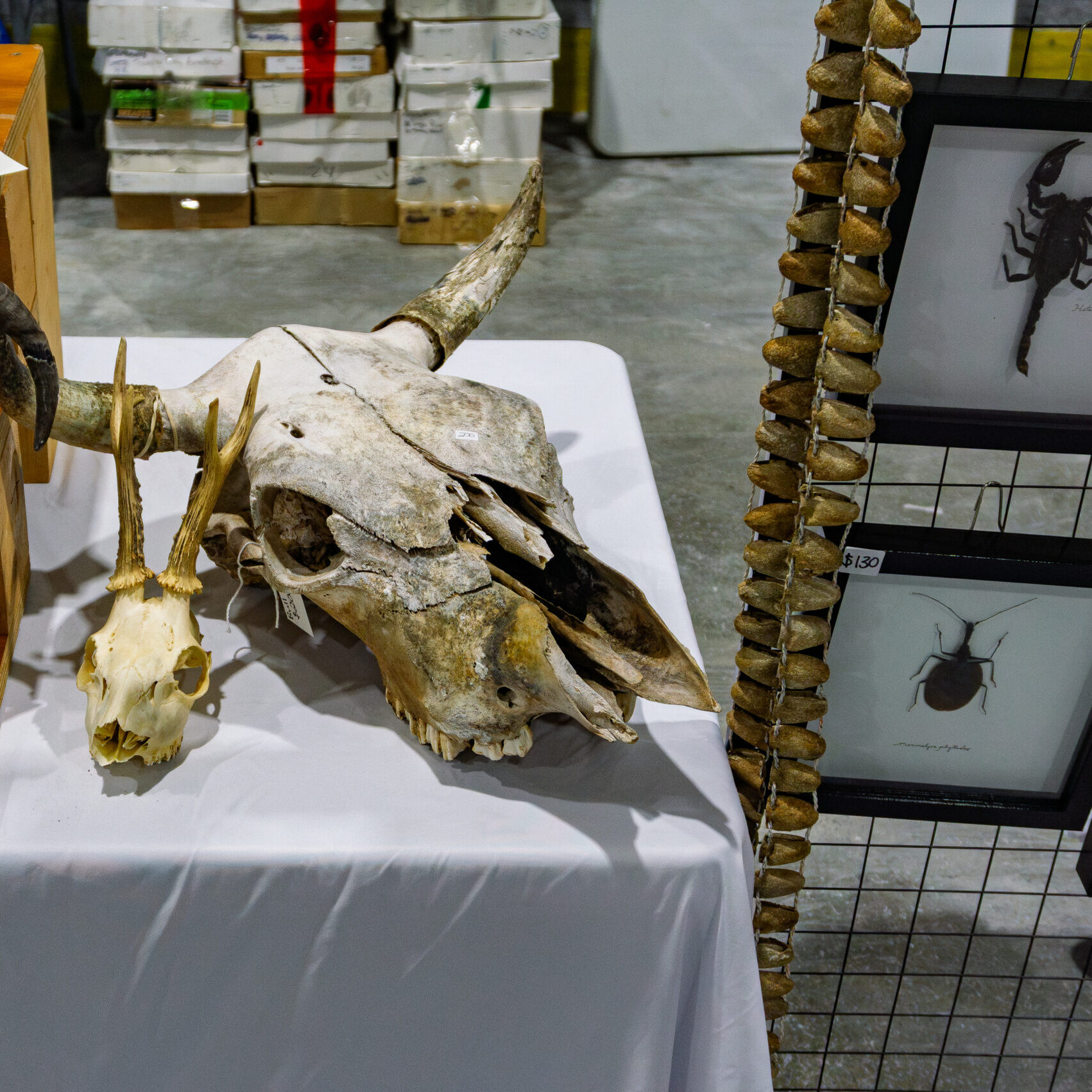 Animal skull and natural curiosity specimens at a Rock and Gem Expo vendor booth in Kitchener