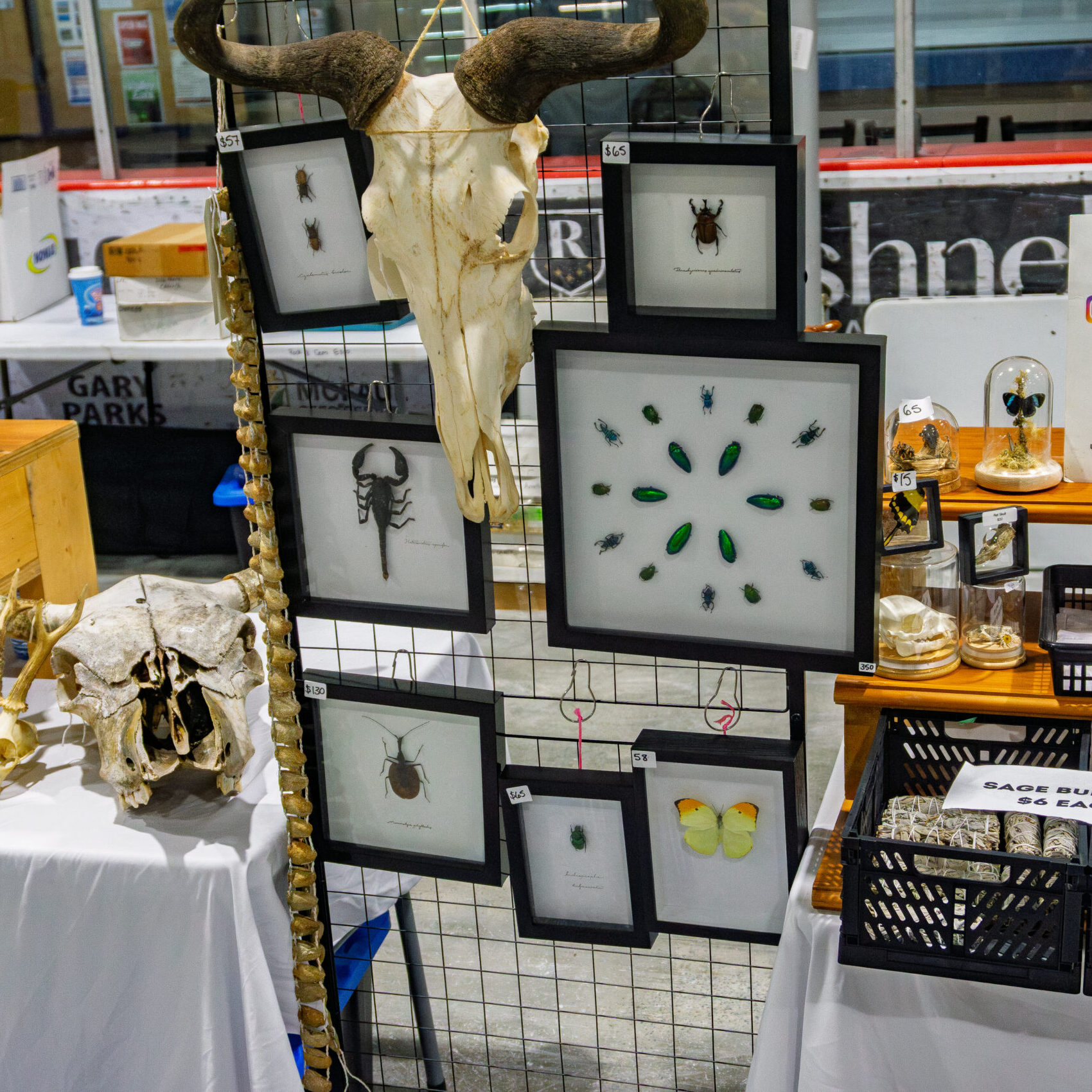 Framed insect specimens and animal skull curiosities at a Rock and Gem Expo vendor booth