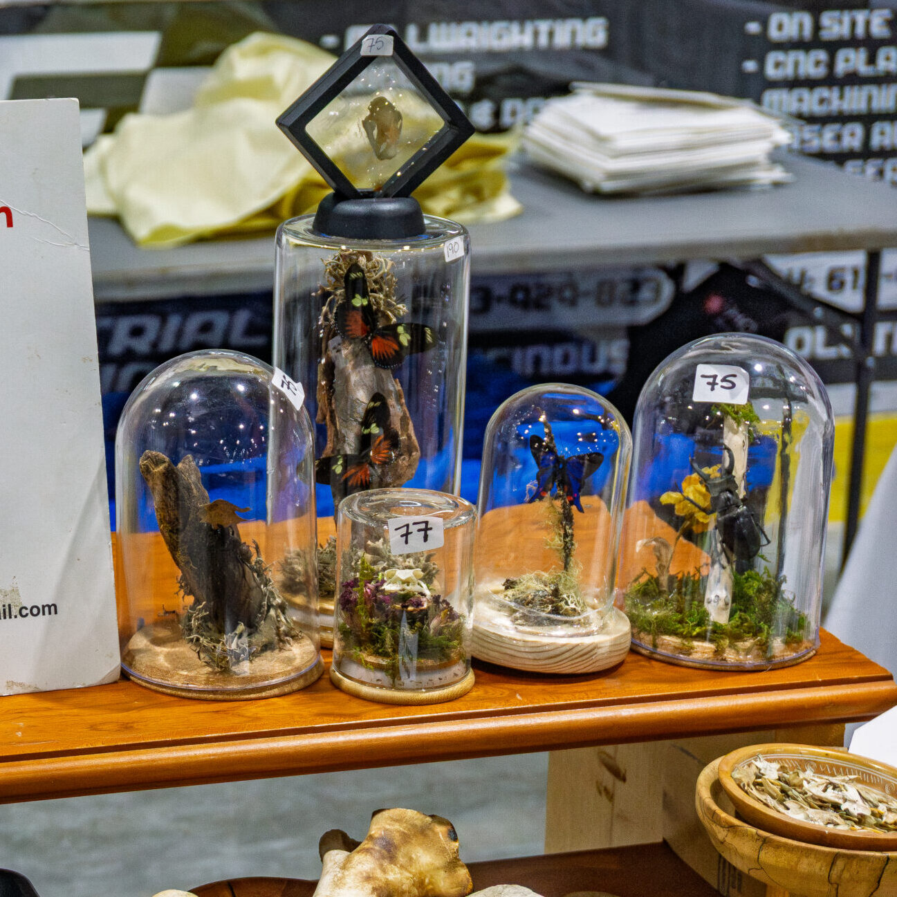 Insect specimens and natural curiosities displayed under glass domes at Rock & Gem Expo